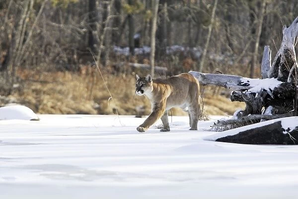 Puma  /  Cougar  /  Mountain Lion Minnesota USA