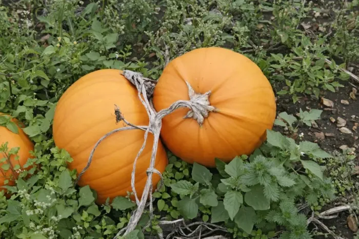 Framed Print : Pumkins – ready for harvest UK