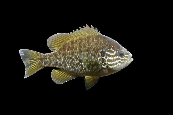 Pumkinseed  /  Kiver Fish – black background side view – N America – alien species in UK