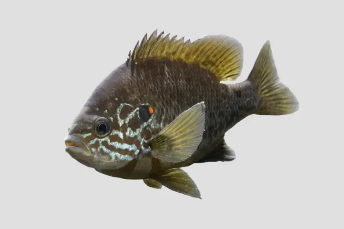 Framed Print : Pumkinseed / Kiver Fish – grey background side view – N America – alien species in UK Framed Print : Pumkinseed / Kiver Fish – grey background side view – N America – alien species in UK