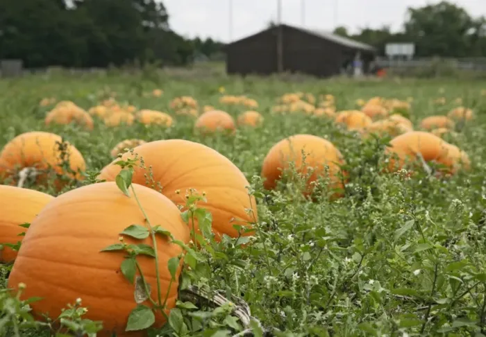 Framed Print : Pumpkins – field ready for harvest UK Framed Print : Pumpkins – field ready for harvest UK
