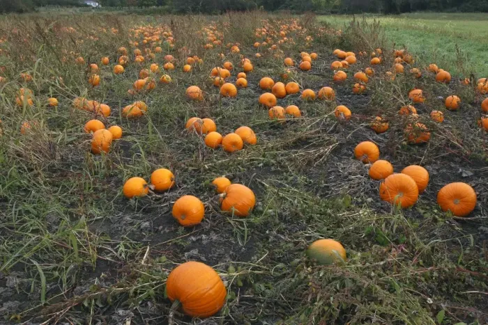 Framed Print : Pumpkins - growing in field Framed Print : Pumpkins - growing in field