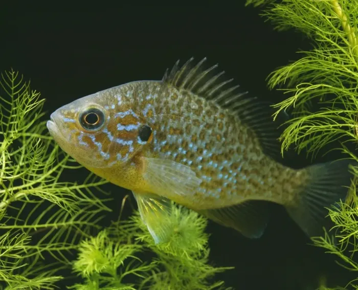 Framed Print : Pumpkinseed Bluegill / Sun Fish LA 71 Lempomis gibosis © J. M. Labat / ARDEA LONDON Framed Print : Pumpkinseed Bluegill / Sun Fish LA 71 Lempomis gibosis © J. M. Labat / ARDEA LONDON