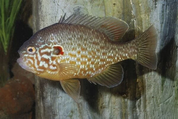 Pumpkinseed- freshwaters, eastern Canada and USA