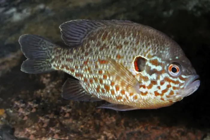 Framed Print : Pumpkinseed, freshwaters North America and introduced to parts of UK and Europe Framed Print : Pumpkinseed, freshwaters North America and introduced to parts of UK and Europe