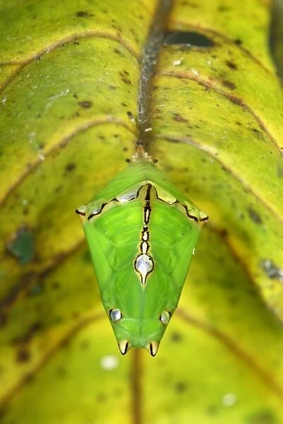 Pupa of a butterfly - underneath a leaf - Danum Valley Conservation Area - Sabah - Borneo - Malaysia
