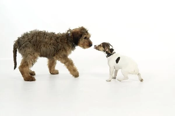 Puppies playing (Briard and Jack Russell)