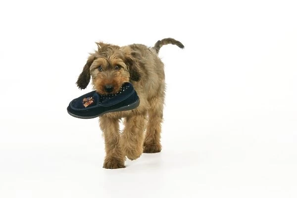 Puppy (Briard) carrying shoe in mouth