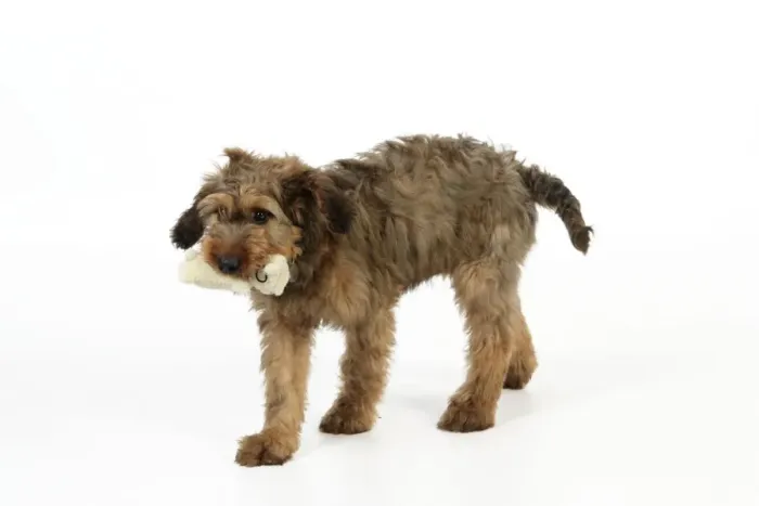 Framed Print : Puppy (Briard) carrying soft toy in mouth Framed Print : Puppy (Briard) carrying soft toy in mouth