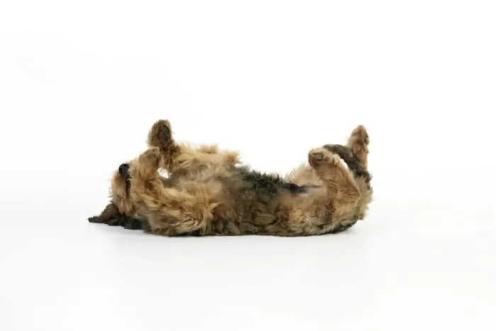Framed Print : Puppy (Briard) on back with legs in air Framed Print : Puppy (Briard) on back with legs in air