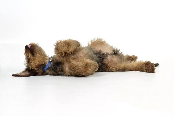 Puppy (Briard) on back with legs in air