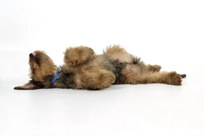 Framed Print : Puppy (Briard) on back with legs in air Framed Print : Puppy (Briard) on back with legs in air