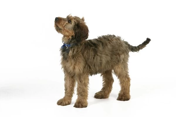 Puppy (Briard) with name tag on collar