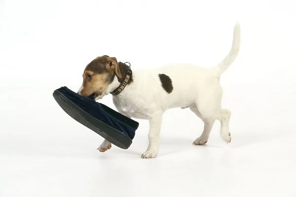 Puppy (Jack Russell) carrying shoe in mouth