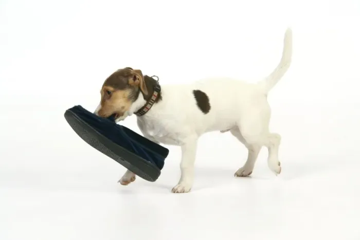 Framed Print : Puppy (Jack Russell) carrying shoe in mouth Framed Print : Puppy (Jack Russell) carrying shoe in mouth