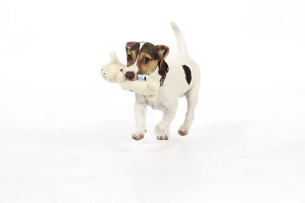 Puppy (Jack Russell) carrying a soft toy in mouth