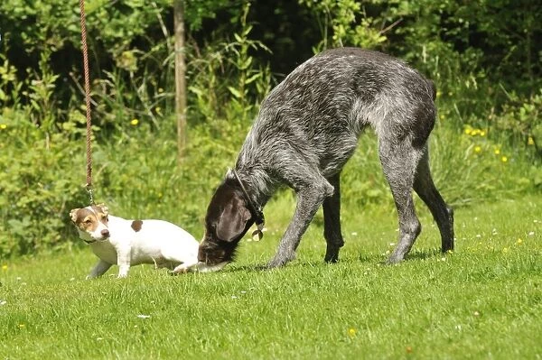 Puppy meeting older dog in garden