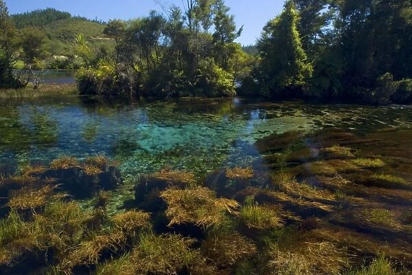 Pupu Springs - amazingly clear water of Te Waikorupupu springs Golden Bay, Nelson District, South Island, New Zealand