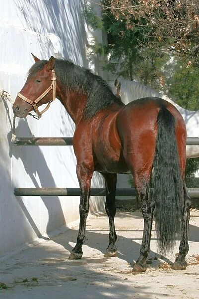 Pure Blood Andalusian Horse. The Royal School of Equestrian Art (Ecole Royale d'Equitation de Jerez de la Frontera) - Spain
