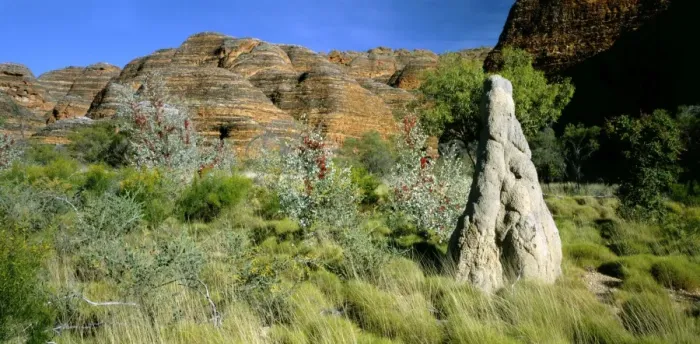 Framed Print : Purnululu National Park - Termite mound & vegetation: Wattles, Prickly grevillea, in front of beehive (Acacia sp. Grevillea wickhamii) - Kimberley region, Western Australia JPF51587 Framed Print : Purnululu National Park - Termite mound & vegetation: Wattles, Prickly grevillea, in front of beehive (Acacia sp. Grevillea wickhamii) - Kimberley region, Western Australia JPF51587