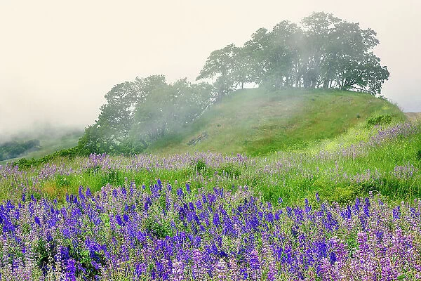 Purple and blue lupine flowers and tree in fog, Bald Hills Road, California Date: 05-06-2009