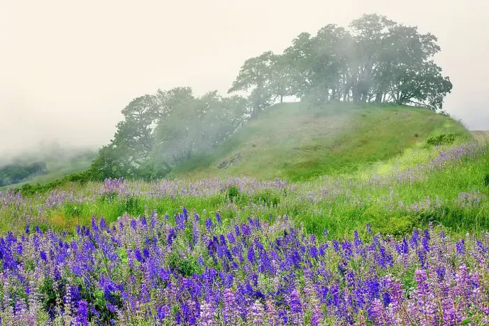 Framed Print : Purple and blue lupine flowers and tree in fog, Bald Hills Road, California Date: 05-06-2009 Framed Print : Purple and blue lupine flowers and tree in fog, Bald Hills Road, California Date: 05-06-2009
