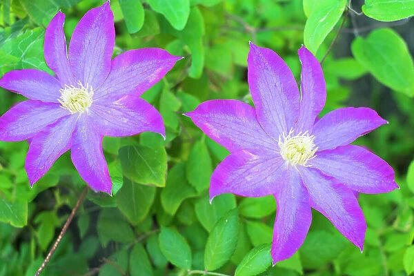 Purple clematis flowers. Date: 31-05-2015