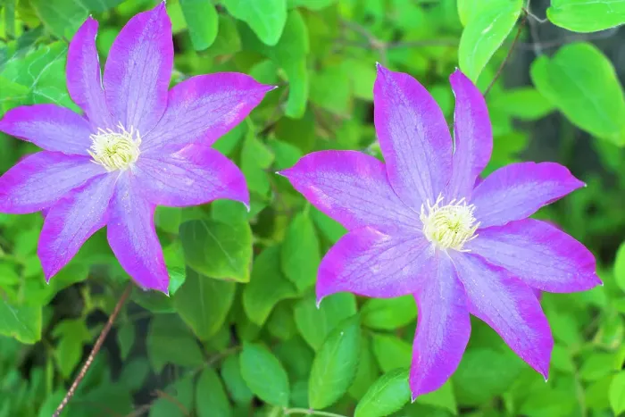 Framed Print : Purple clematis flowers. Date: 31-05-2015 Framed Print : Purple clematis flowers. Date: 31-05-2015