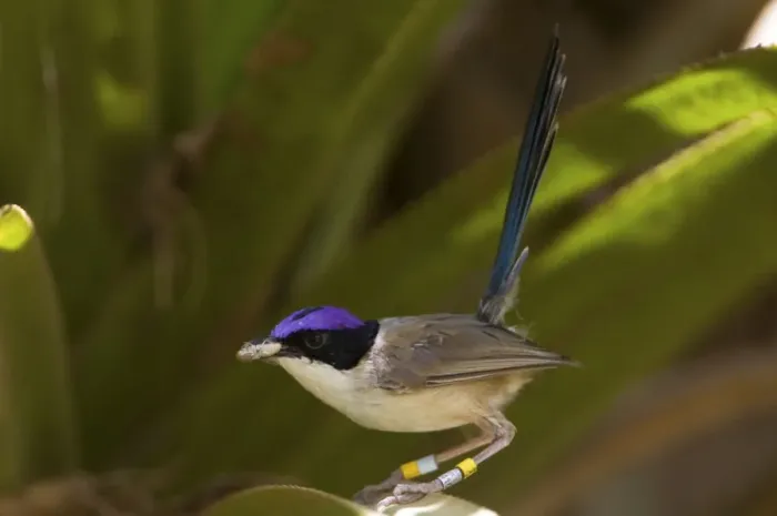 Framed Print : Purple-crowned Fairy-wren male At Mornington Wildlife Sanctuary, Kimberley, Western Australia Framed Print : Purple-crowned Fairy-wren male At Mornington Wildlife Sanctuary, Kimberley, Western Australia