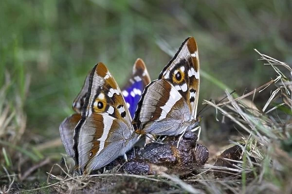 Purple Emperor Butterflies