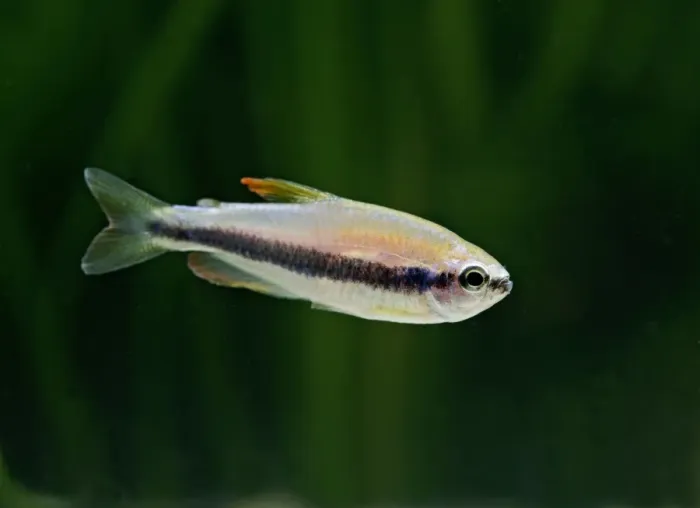 Framed Print : Purple emporer tetra – side view, tropical freshwater Amazon 002825 Framed Print : Purple emporer tetra – side view, tropical freshwater Amazon 002825