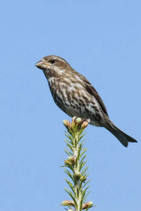 Framed Print : Purple Finch Framed Print : Purple Finch