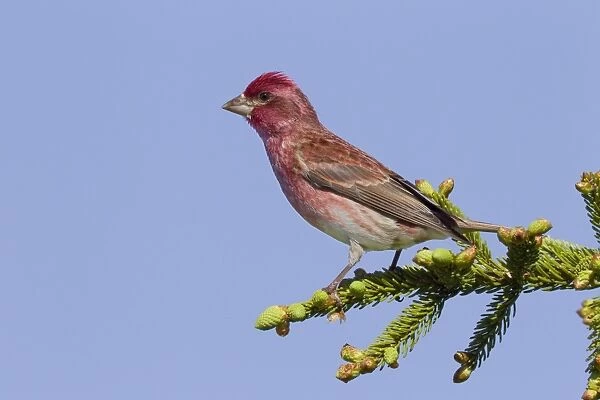 Purple Finch - adult male - spring - northern Maine - USA