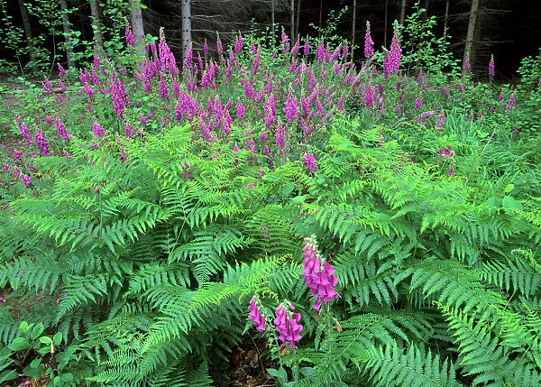 Purple Foxglove mass population in forest clearing Baden-Wuerttemberg, Germany