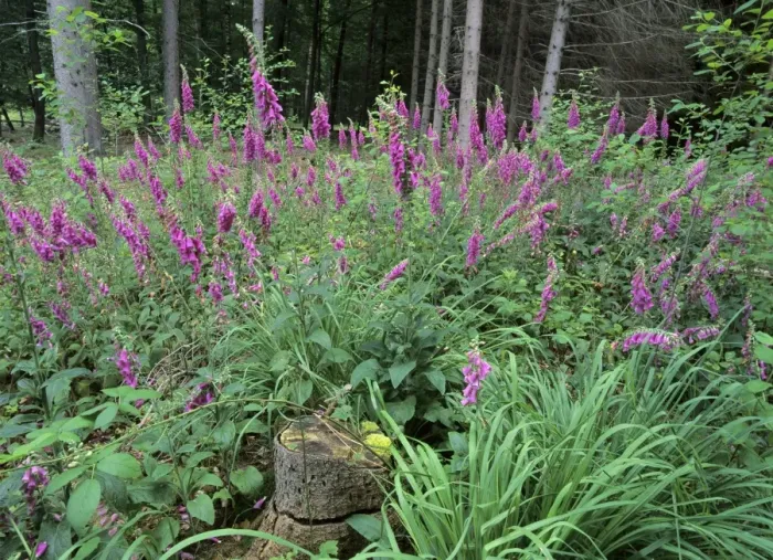 Framed Print : Purple Foxglove mass population in forest clearing Baden-Wuerttemberg, Germany Framed Print : Purple Foxglove mass population in forest clearing Baden-Wuerttemberg, Germany