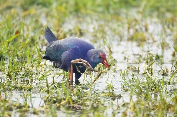 Purple Gallinule - feeeding in wetlands - Keoladeo Ghana National Park - Bharatpur - Rajasthan - India BI018228
