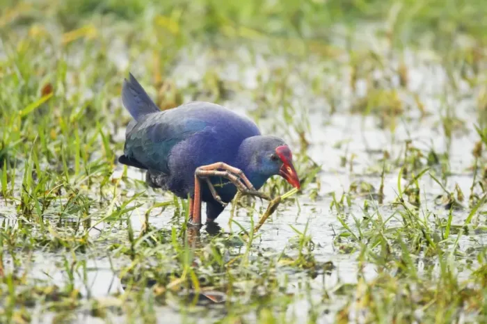 Framed Print : Purple Gallinule - feeeding in wetlands - Keoladeo Ghana National Park - Bharatpur - Rajasthan - India BI018228