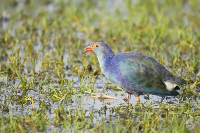 Framed Print : Purple Gallinule - feeeding in wetlands - Keoladeo Ghana National Park - Bharatpur - Rajasthan - India BI018240 Framed Print : Purple Gallinule - feeeding in wetlands - Keoladeo Ghana National Park - Bharatpur - Rajasthan - India BI018240