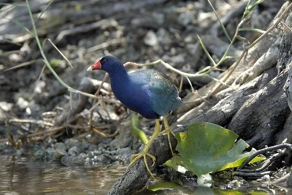 Purple Gallinule. Inhabits overgrown swamps, lagoons and marshes. SW and SE USA. Everglades, Florida, USA