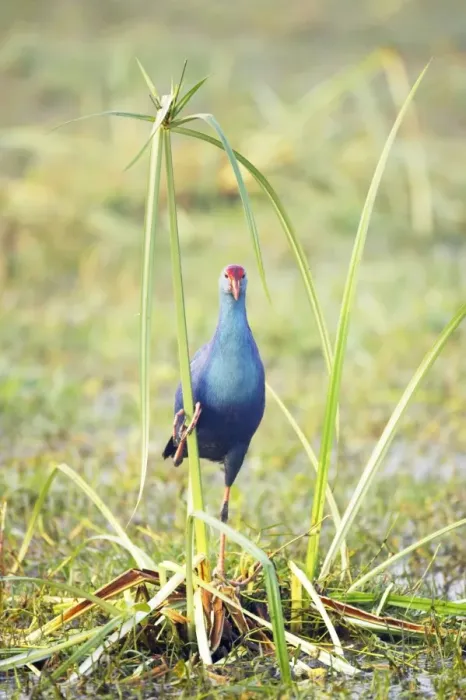 Framed Print : Purple Gallinule - on Papyrus - Keoladeo Ghana National Park - Bharatpur - Rajasthan - India BI018220 Framed Print : Purple Gallinule - on Papyrus - Keoladeo Ghana National Park - Bharatpur - Rajasthan - India BI018220