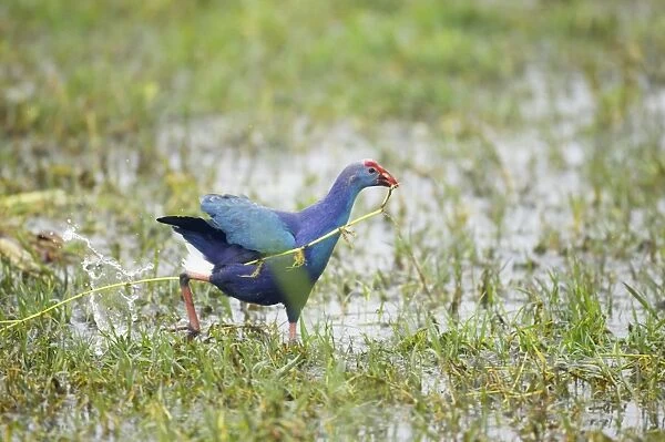 Purple Gallinule - running - Keoladeo Ghana National Park - Bharatpur - Rajasthan - India BI018209