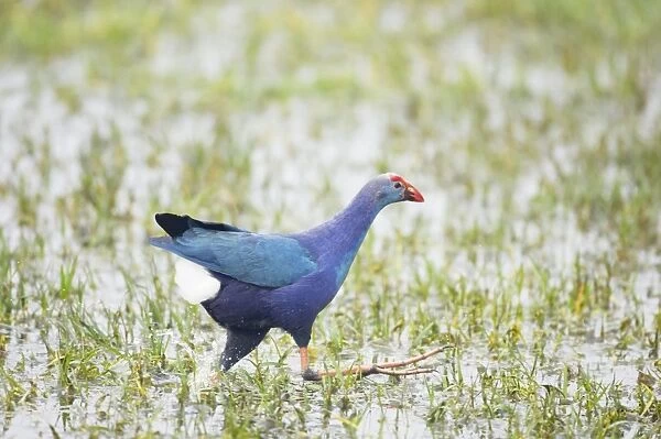 Purple Gallinule - running - Keoladeo Ghana National Park - Bharatpur - Rajasthan - India BI018213