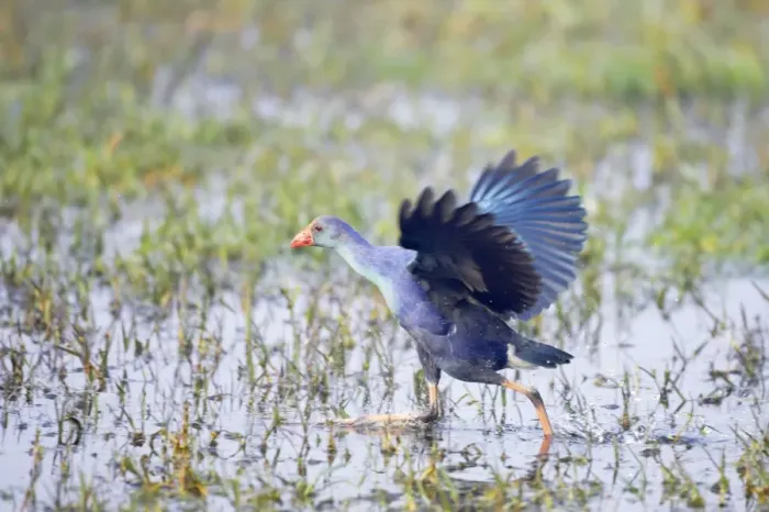 Framed Print : Purple Gallinule - running - Keoladeo Ghana National Park - Bharatpur - Rajasthan - India BI018216 Framed Print : Purple Gallinule - running - Keoladeo Ghana National Park - Bharatpur - Rajasthan - India BI018216