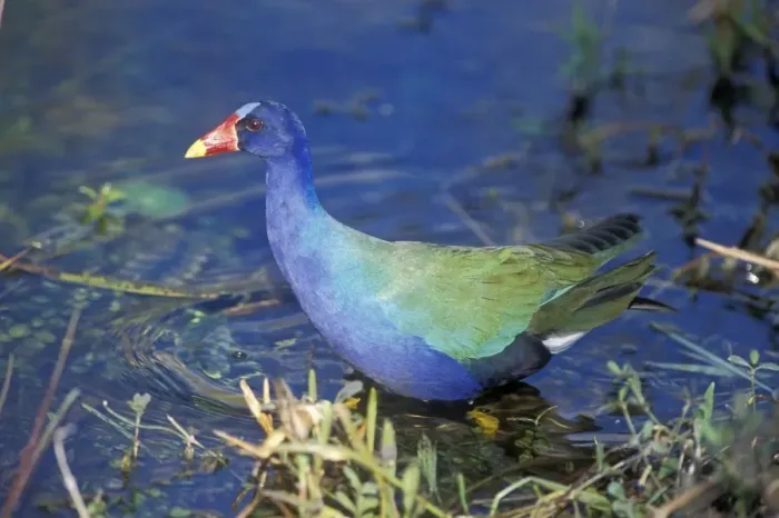Framed Print : Purple Gallinule USA