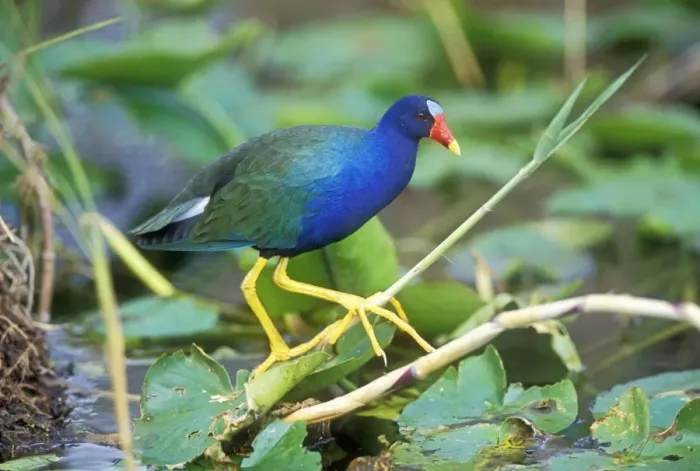 Framed Print : Purple Gallinule USA Framed Print : Purple Gallinule USA