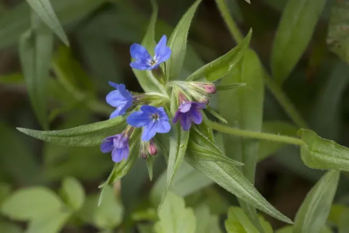 Framed Print : Purple gromwell ( Lithospermum purpurocaeruleum) in flower in woodland. V. rare in S. England Framed Print : Purple gromwell ( Lithospermum purpurocaeruleum) in flower in woodland. V. rare in S. England