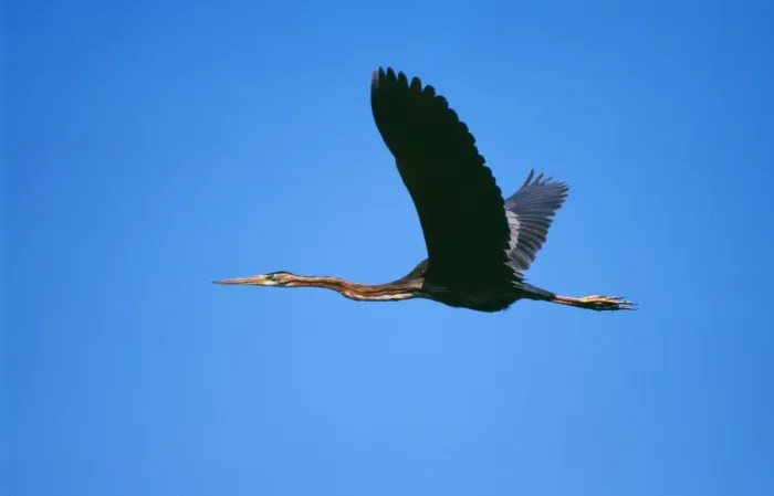 Framed Print : Purple Heron In flight, Botswana, Africa Framed Print : Purple Heron In flight, Botswana, Africa