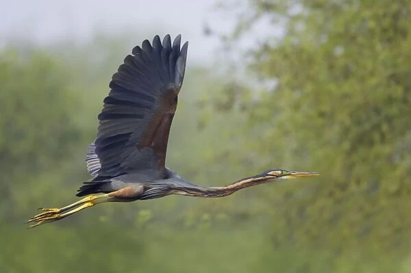 Purple Heron - In flight - Keoladeo Ghana National Park - Bharatpur - Rajasthan - India BI018019