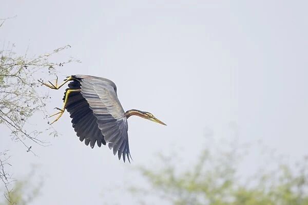 Purple Heron - In flight - Keoladeo Ghana National Park - Bharatpur - Rajasthan - India BI018021