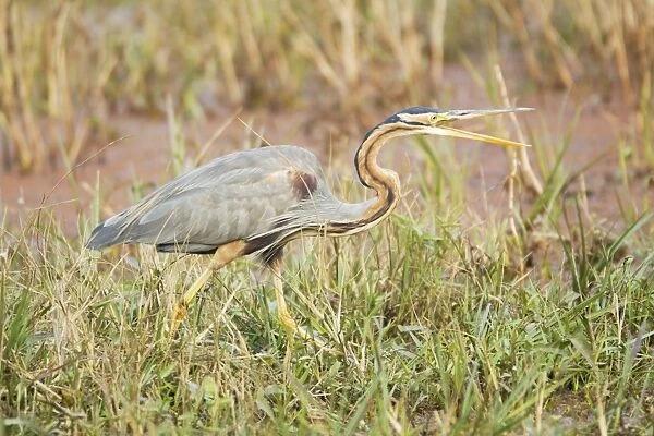 Purple Heron - hunting - Keoladeo Ghana National Park - Bharatpur - Rajasthan - India BI018046